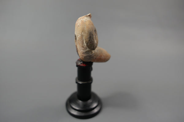 Venus.